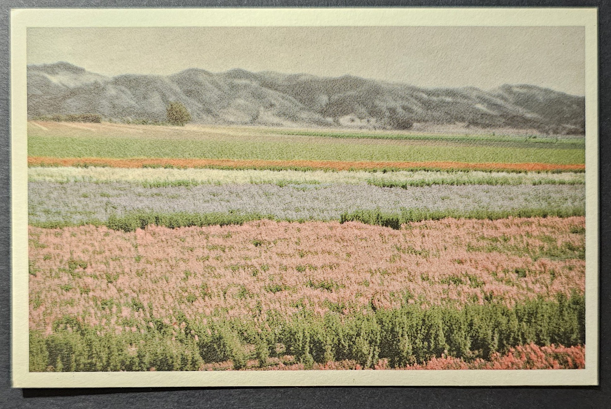 (image for) postcard USA - CA - California #0087